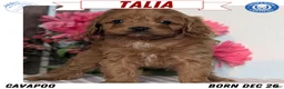 Cavapoo dogs for sale: Talia - Ad 1