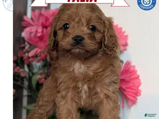 Cavapoo dogs Talia - Ad 4