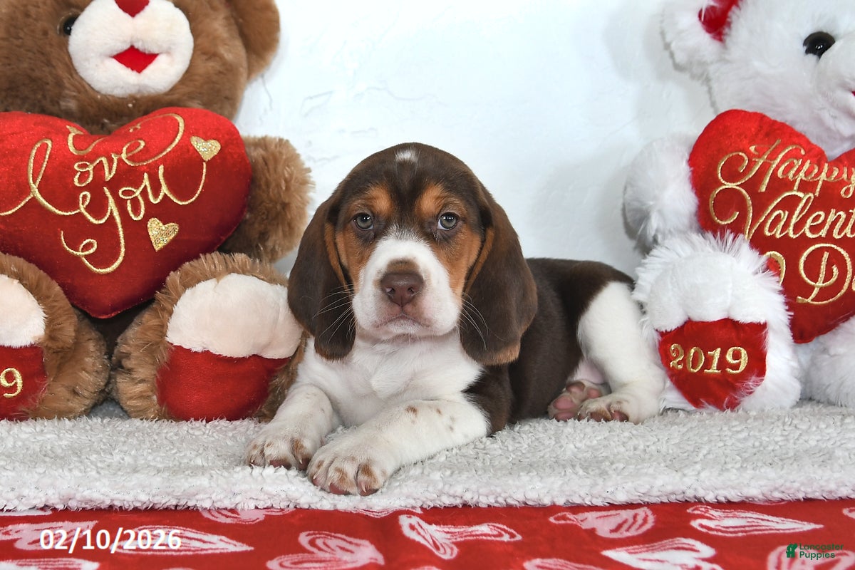 Beagle dogs Hunter - Ad 2