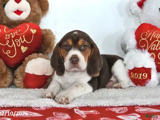 Beagle dogs Hunter - Ad 2