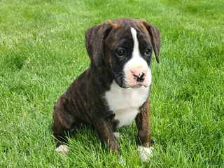 Boxer dogs for sale: Mollie - Ad 1