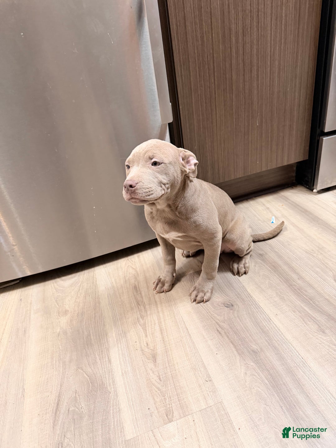 American Bully dogs for sale: American Bully Puppy 1 - Ad 6