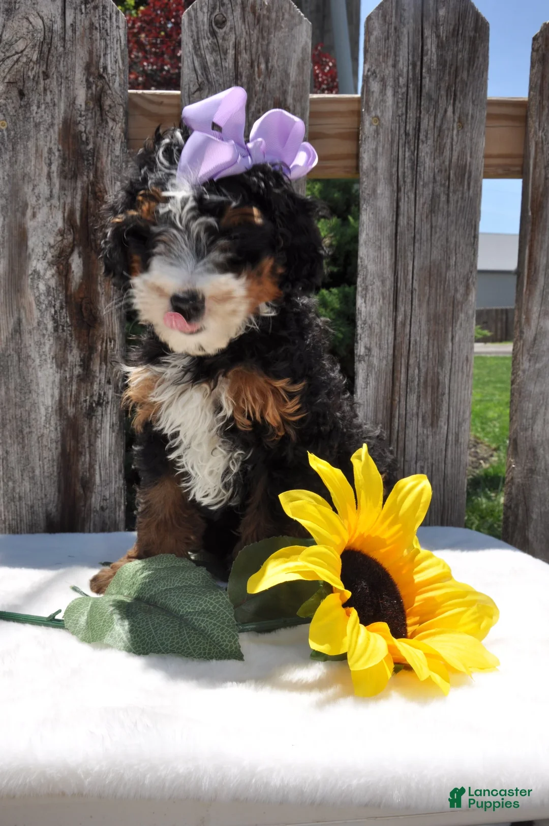 Mini Bernedoodle dogs for sale: Ms. Bella - Ad 1