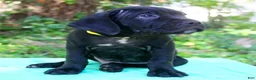 Cane Corso dogs for sale: Jolene - Ad 2