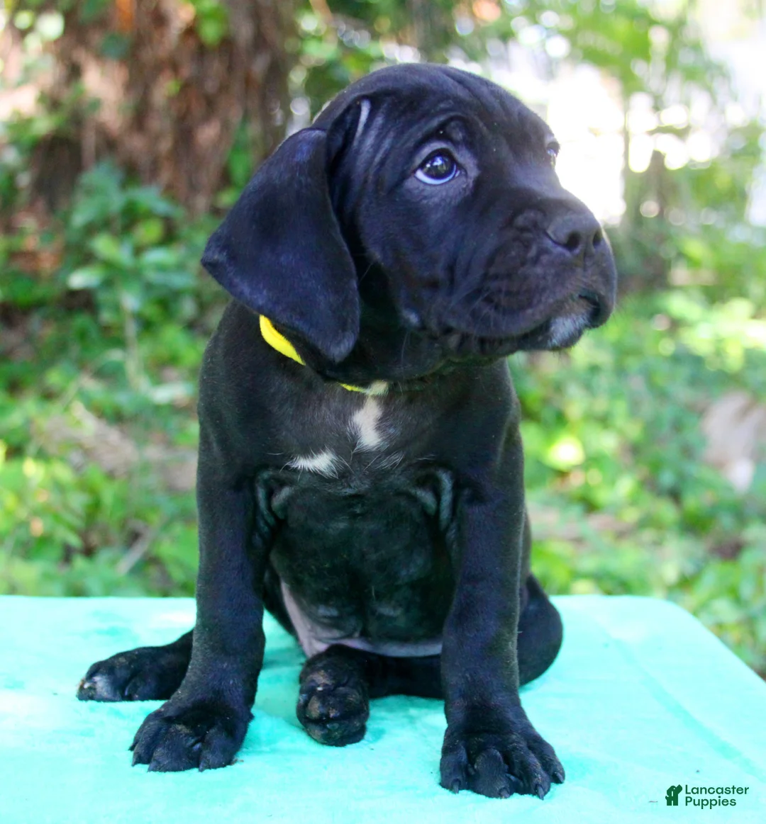 Cane Corso dogs for sale: Jolene - Ad 2