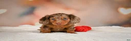 Miniature Dachshund dogs for sale: Romeo - Ad 5