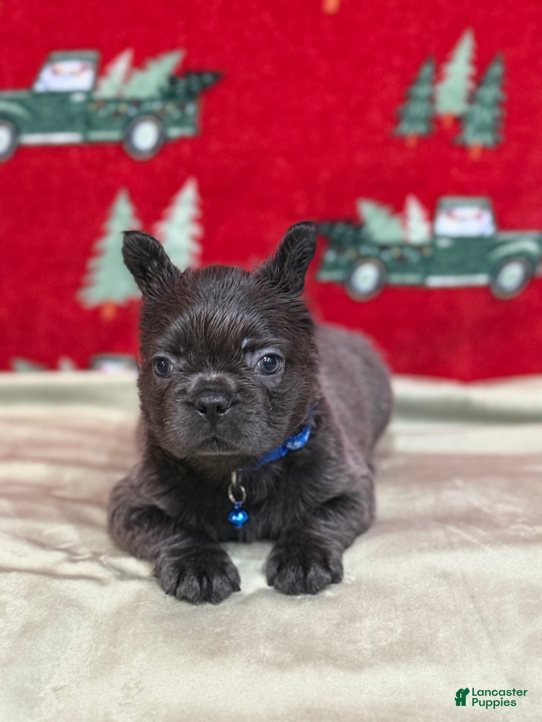 French Bulldog dogs for sale: 💙 Frost - Ad 9