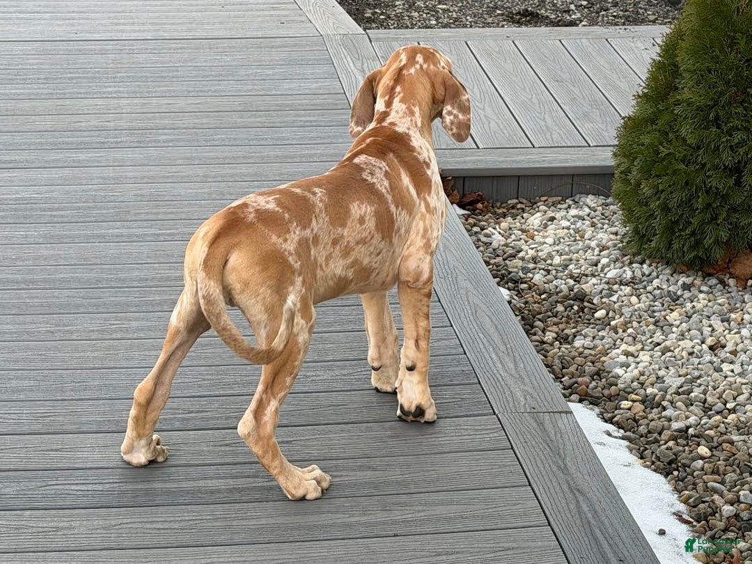 Great Dane dogs for sale: Steven - Ad 4