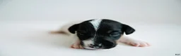 Jack Russell Terrier dogs for sale: Jack Russell Terrier 1 - Ad 2