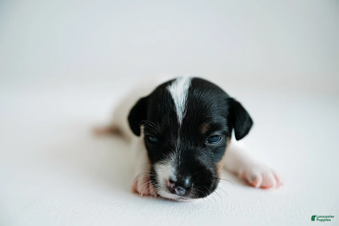 Jack Russell Terrier dogs for sale: Jack Russell Terrier 1 - Ad 2