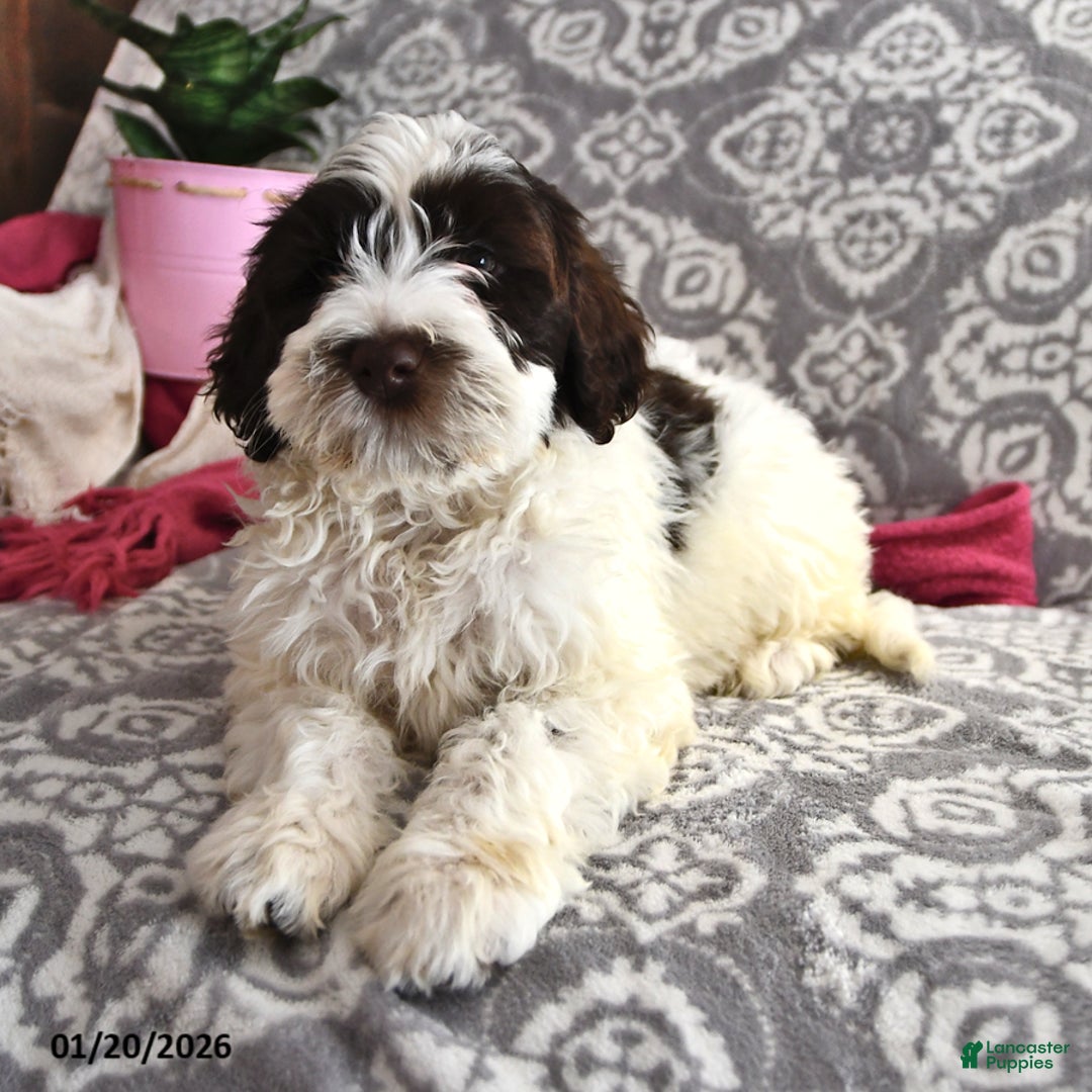 Portuguese Water Dog dogs for sale: Dazzle  - Ad 3