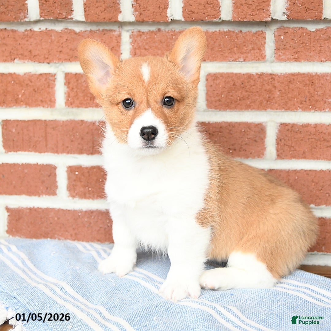 Welsh Corgi Pembroke dogs for sale: Eclipse - Ad 1
