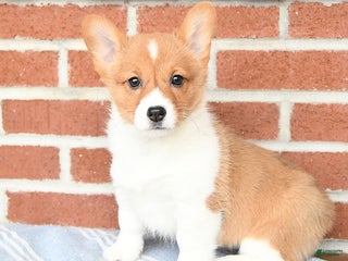 Welsh Corgi Pembroke dogs Eclipse - Ad 42