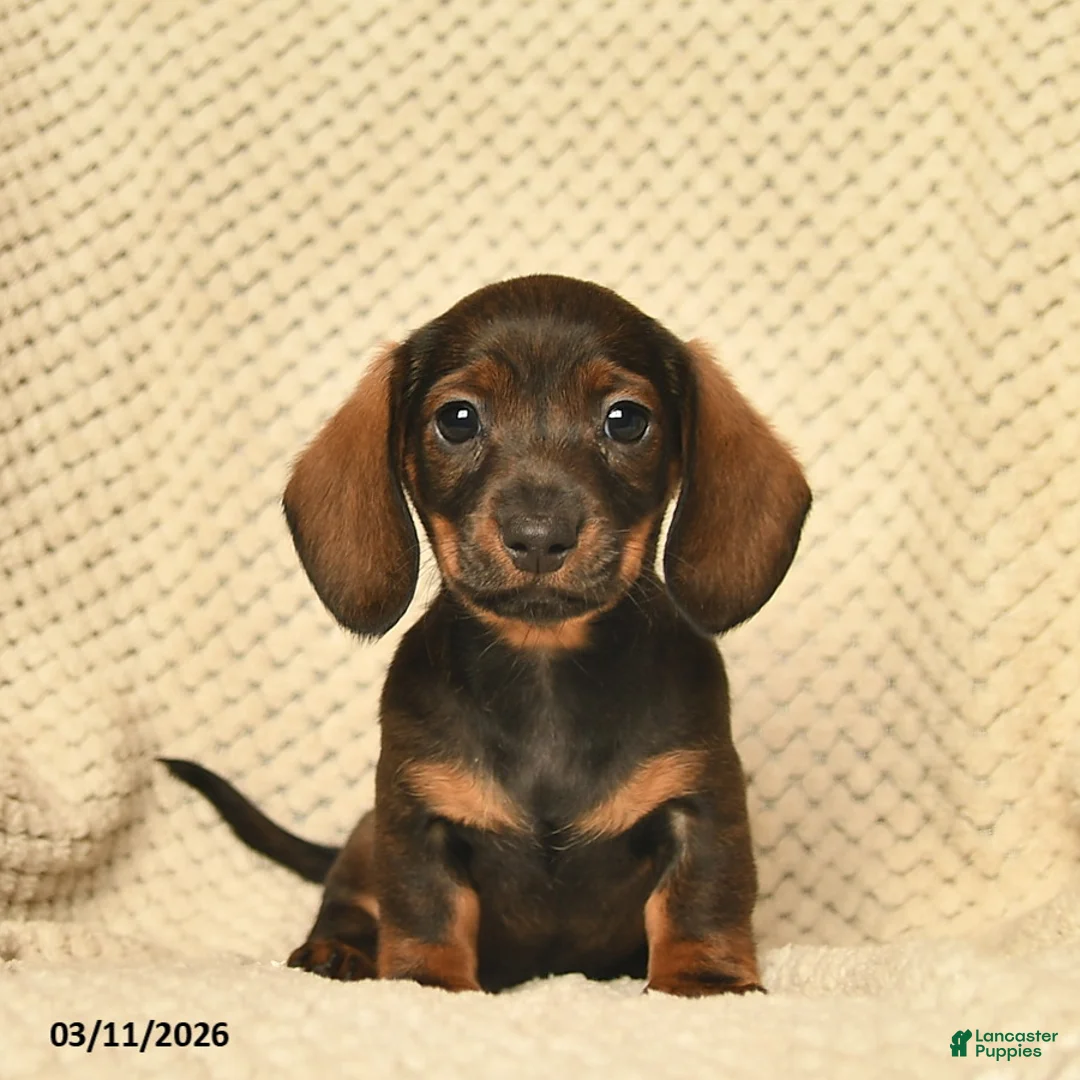 Miniature Dachshund dogs for sale: Rose  - Ad 1