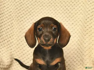 Miniature Dachshund dogs for sale: Rose - Ad 4