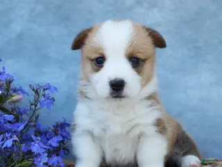 Welsh Corgi Pembroke dogs for sale: Gouda - Ad 2
