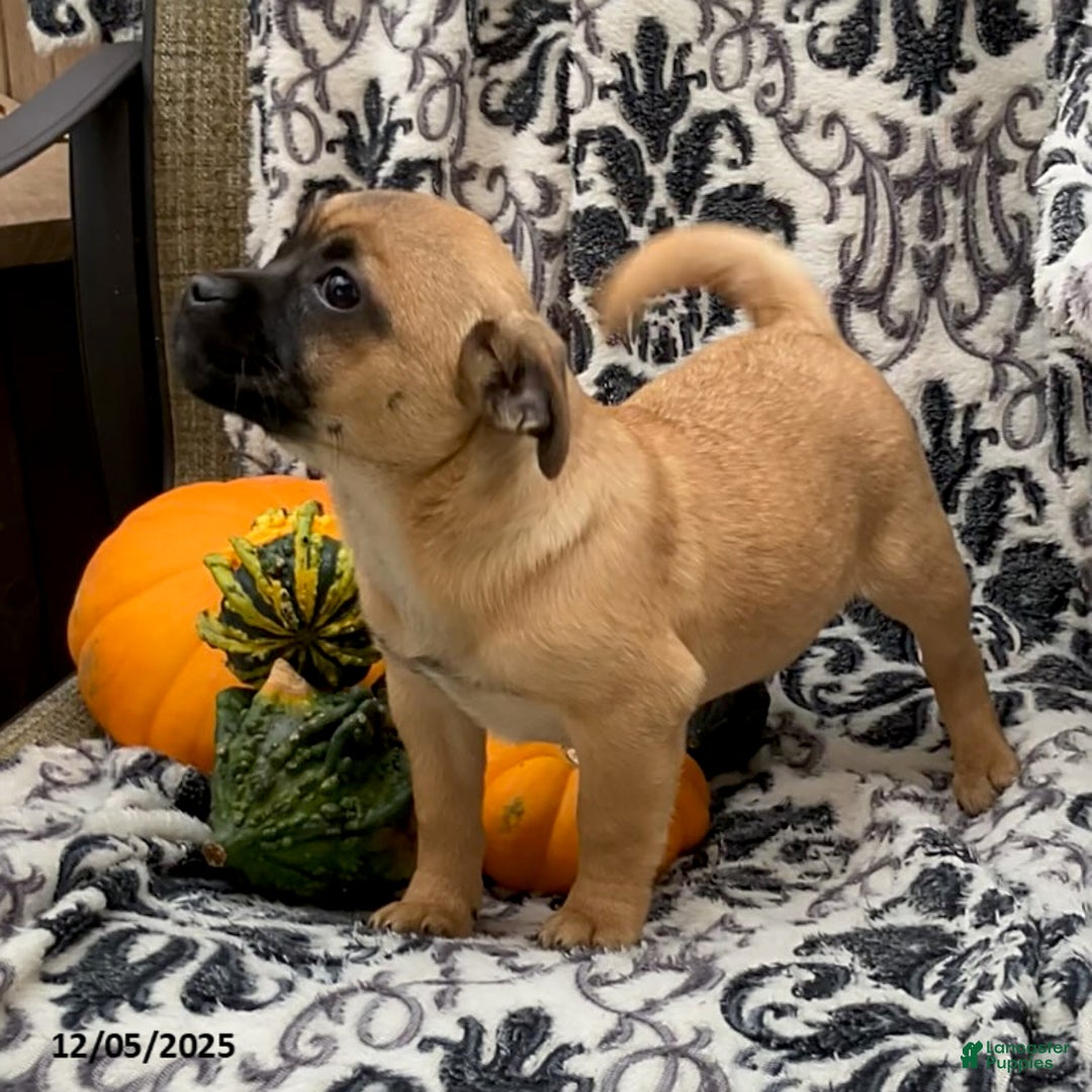 Jug dogs for sale: Maple   - Ad 4