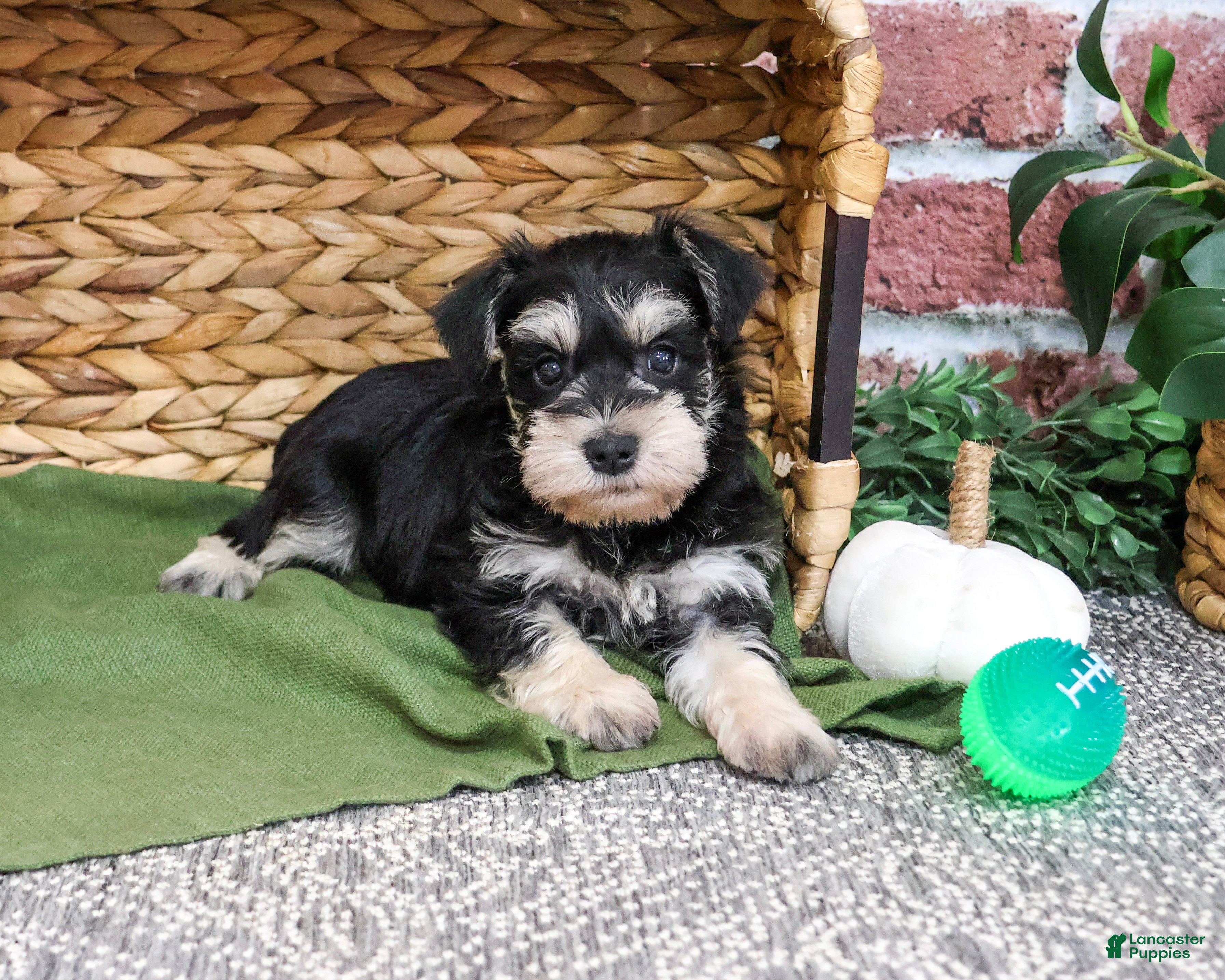 Miniature Schnauzer dogs for sale: Ethan - Ad 2