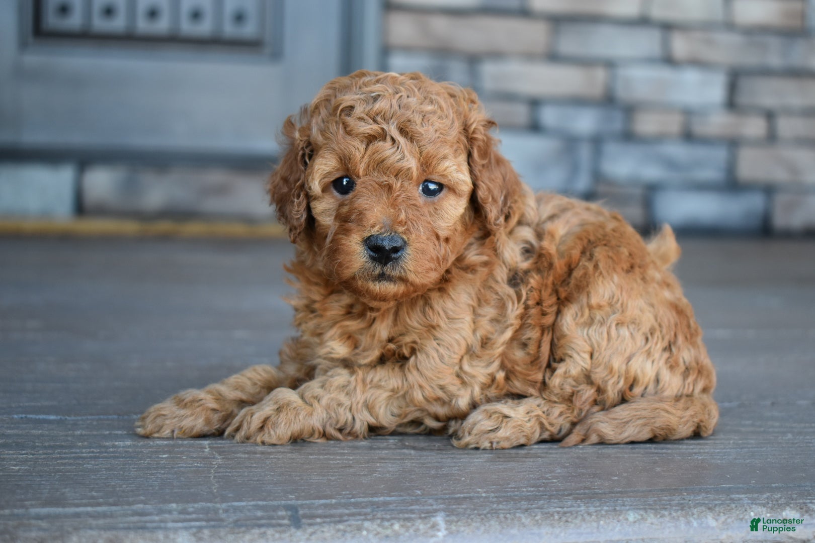 Mini Goldendoodle dogs Ava - Ad 1