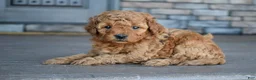 Mini Goldendoodle dogs for sale: Ava - Ad 5