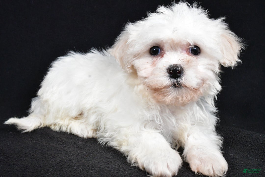 Teddy Bear dogs for sale: Cloe - Ad 3