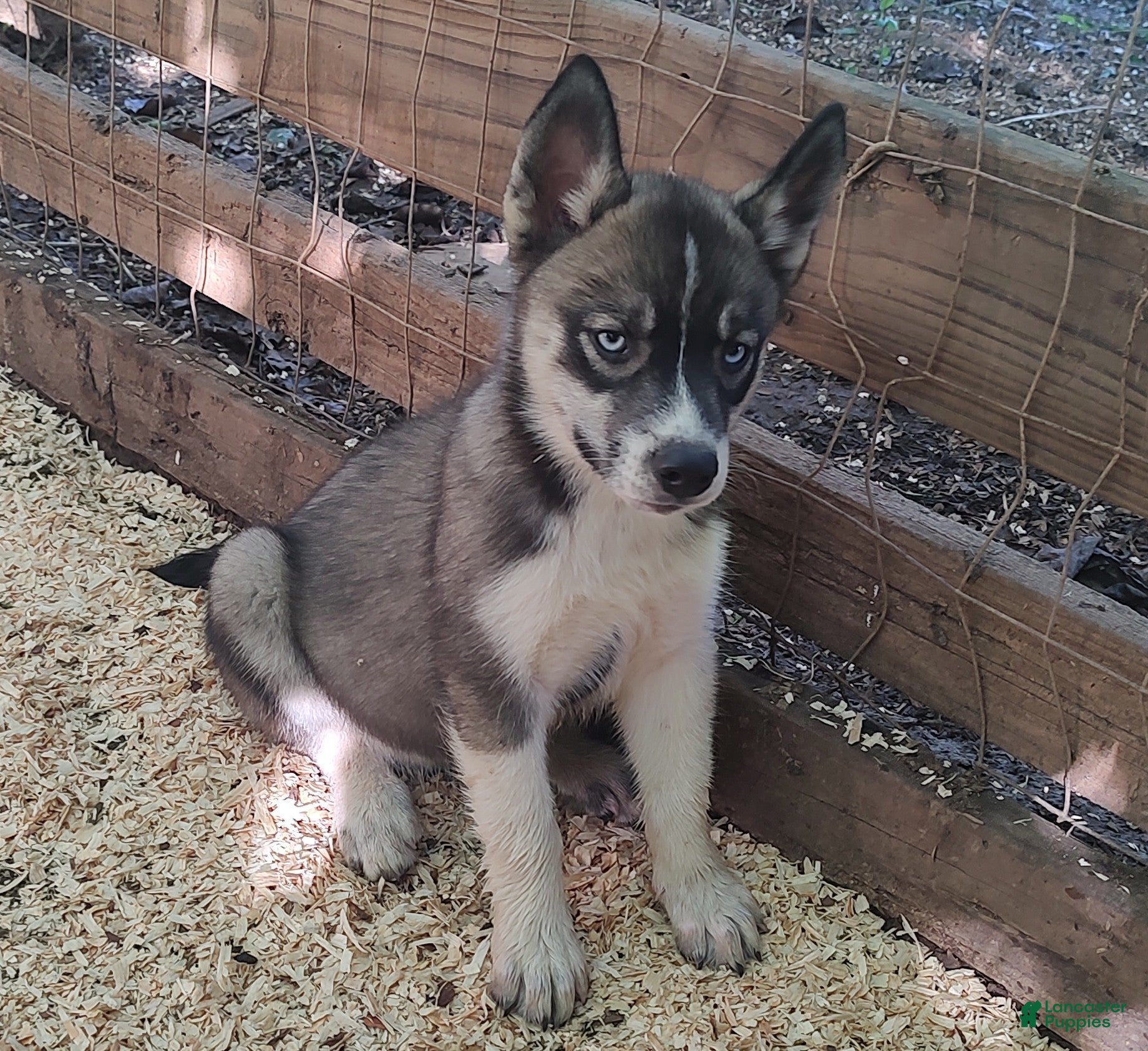 Siberian Husky dogs Sonya's male 3 - Ad 24