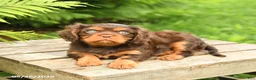 Cavalier King Charles Spaniel dogs for sale: Lucky - Ad 2
