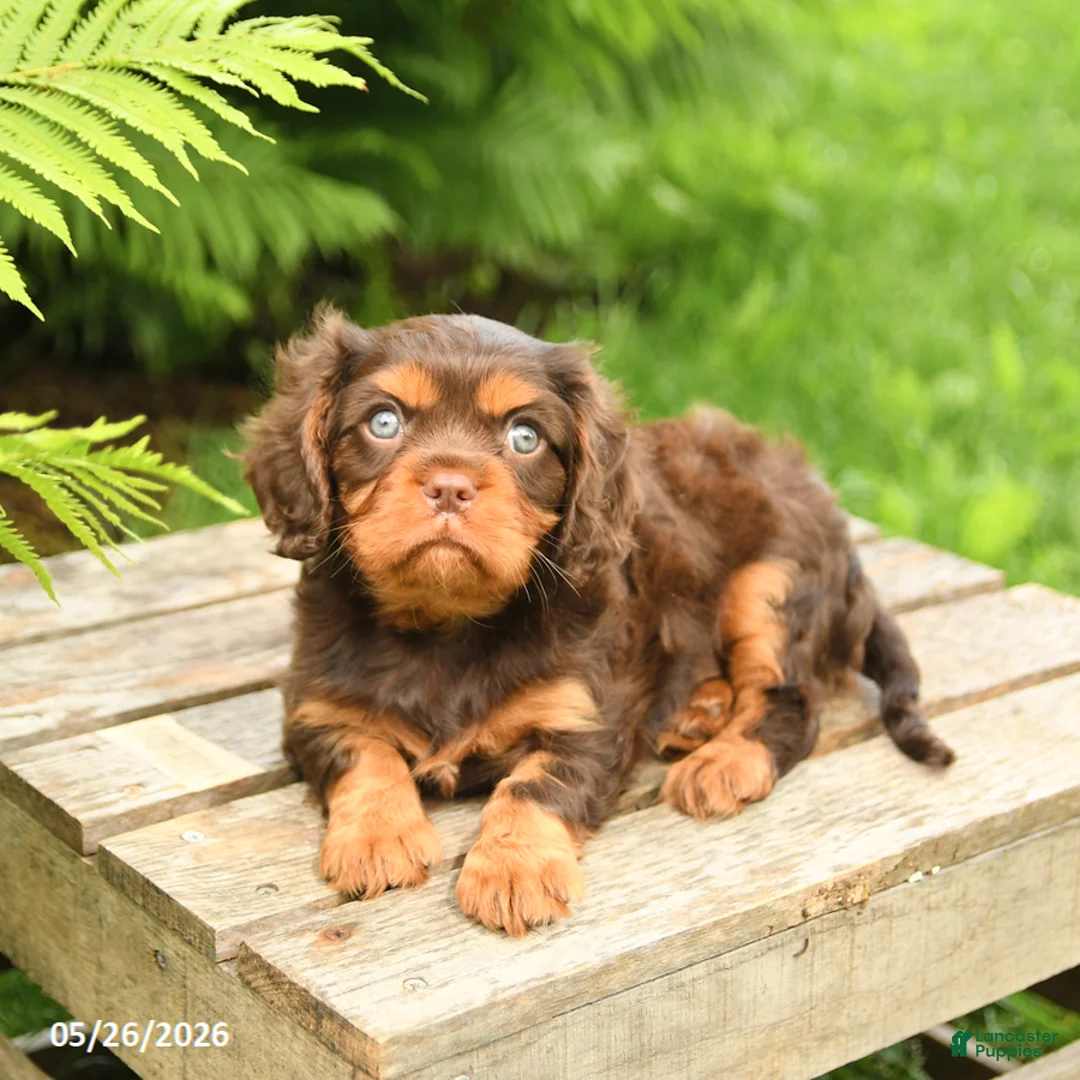 Cavalier King Charles Spaniel dogs for sale: Lucky - Ad 2