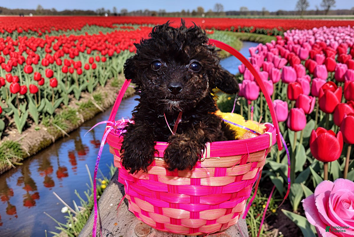 Toy Poodle dogs Kissy - Ad 11