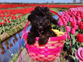 Toy Poodle dogs Kissy - Ad 11