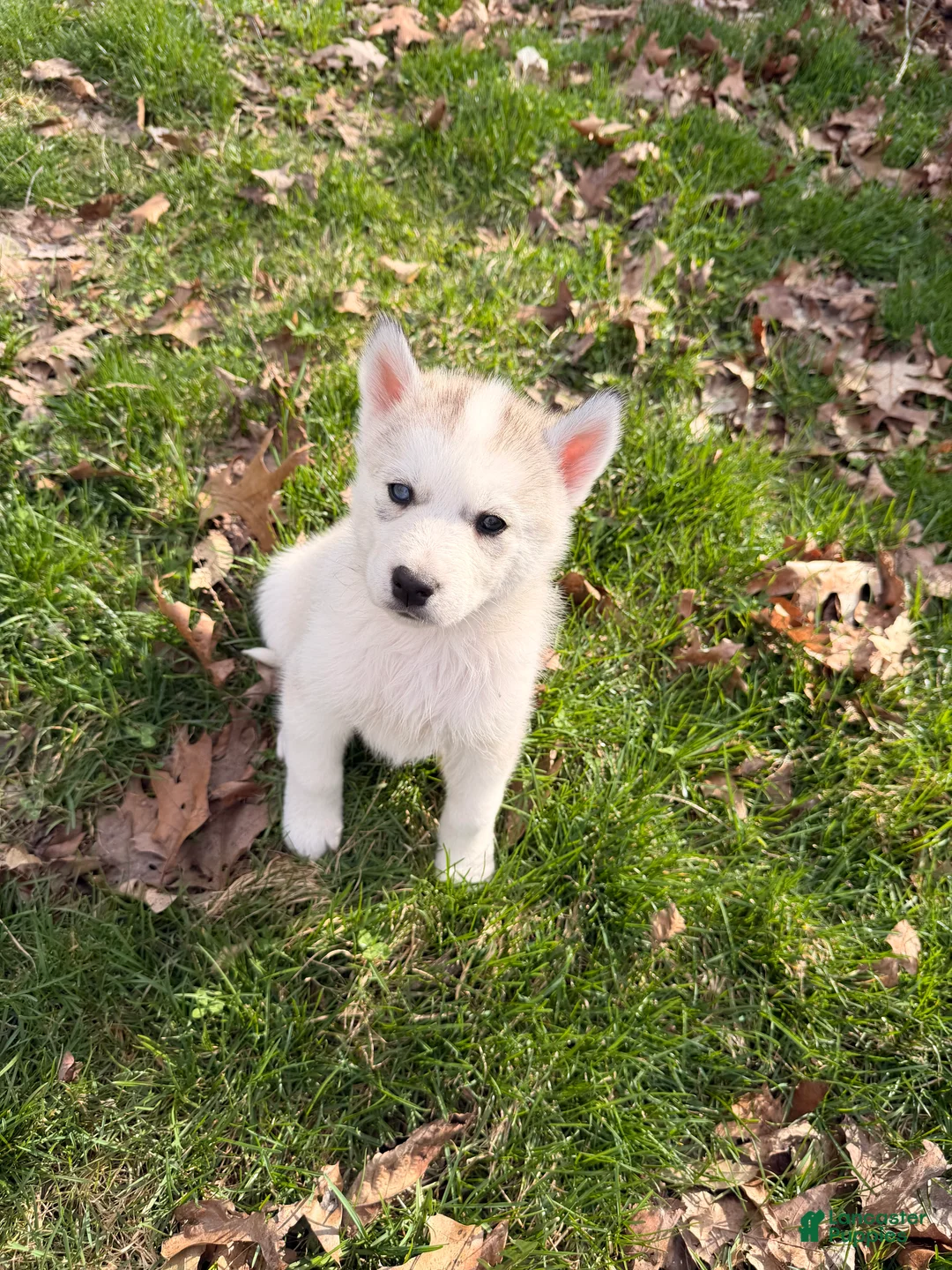 Siberian Husky dogs for sale: Bear - Ad 1