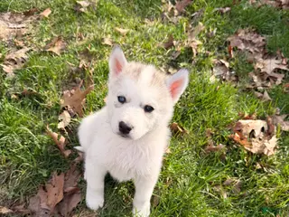 Siberian Husky dogs Bear - Ad 21