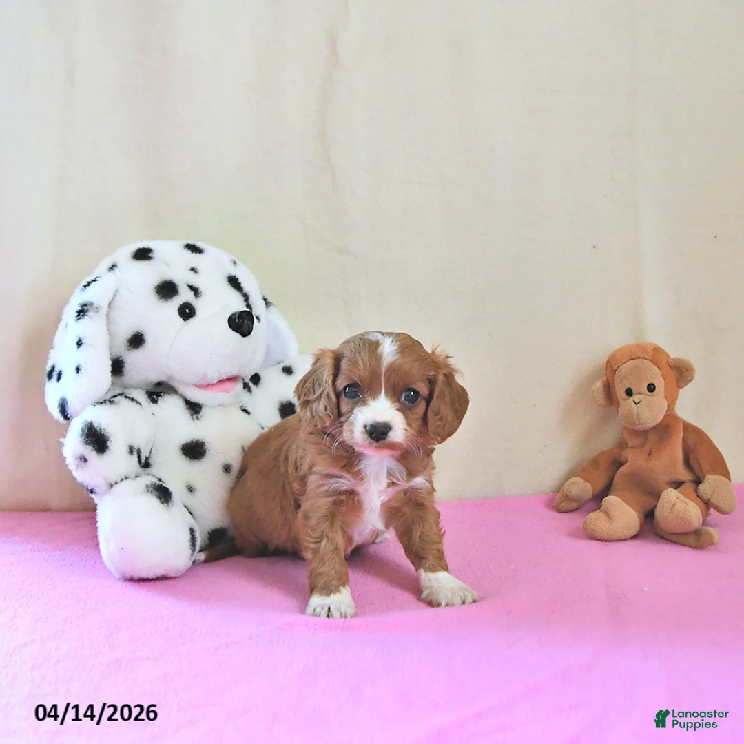 Cavapoo dogs for sale: Adora - Ad 2