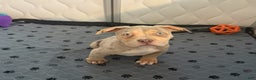 American Bully dogs for sale:  Xl American Bully Puppy 1 - Merle  - Ad 3