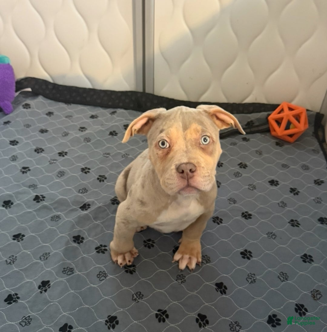 American Bully dogs for sale:  Xl American Bully Puppy 1 - Merle  - Ad 3