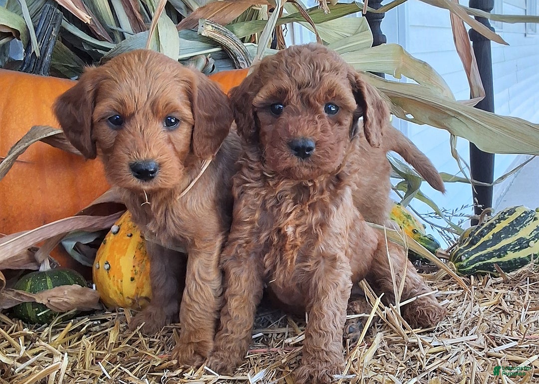 Cavapoo dogs for sale: Benji - Ad 5