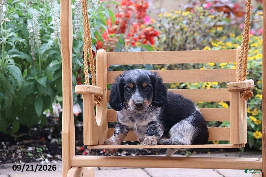 Miniature Dachshund dogs Snuggles - Ad 1