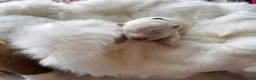 Samoyed dogs for sale: Green - Ad 9