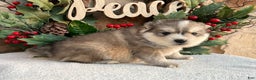 Pomsky dogs for sale: Angel - Ad 3