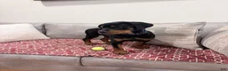 Rottweiler dogs for sale: Blue collar, girl - Ad 4