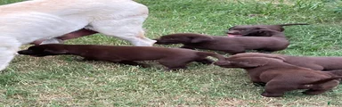 Labrador Retriever 2