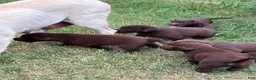 Labrador Retriever dogs for sale: Labrador Retriever 2 - Ad 1