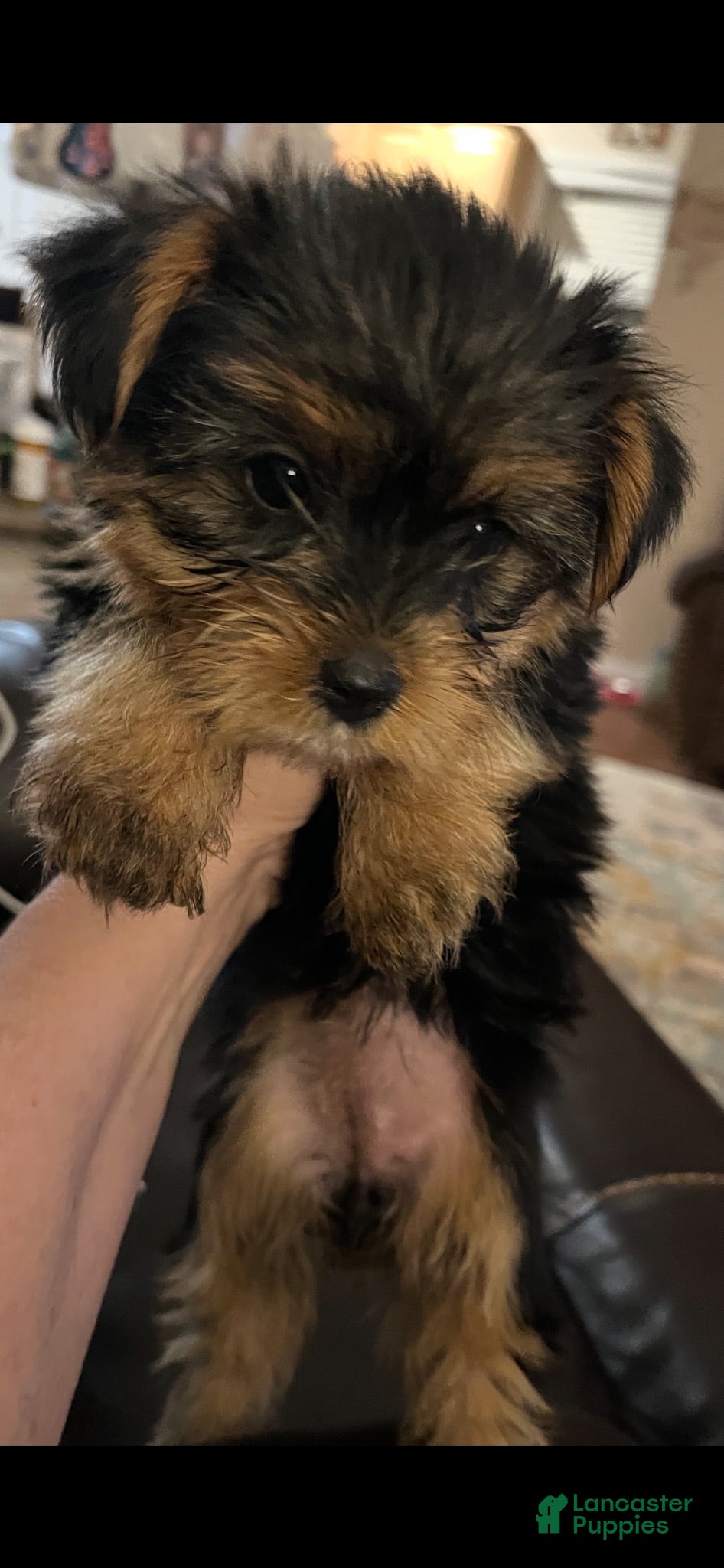 Yorkshire Terrier dogs Paisley - Ad 2