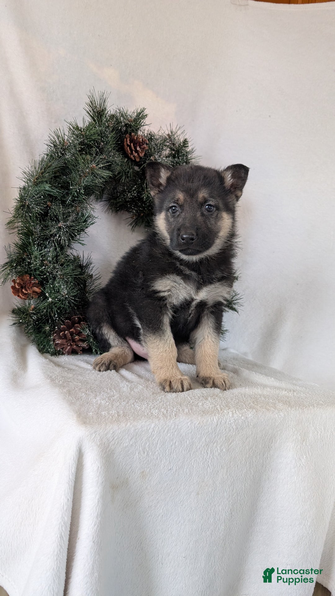 German Shepherd dogs for sale: Jay - Ad 3