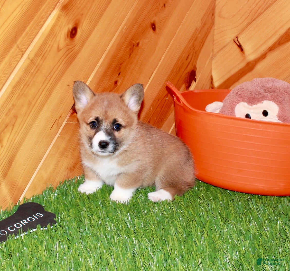 Welsh Corgi Pembroke dogs Welsh Corgi Pembroke (Chess)8375 - Ad 2