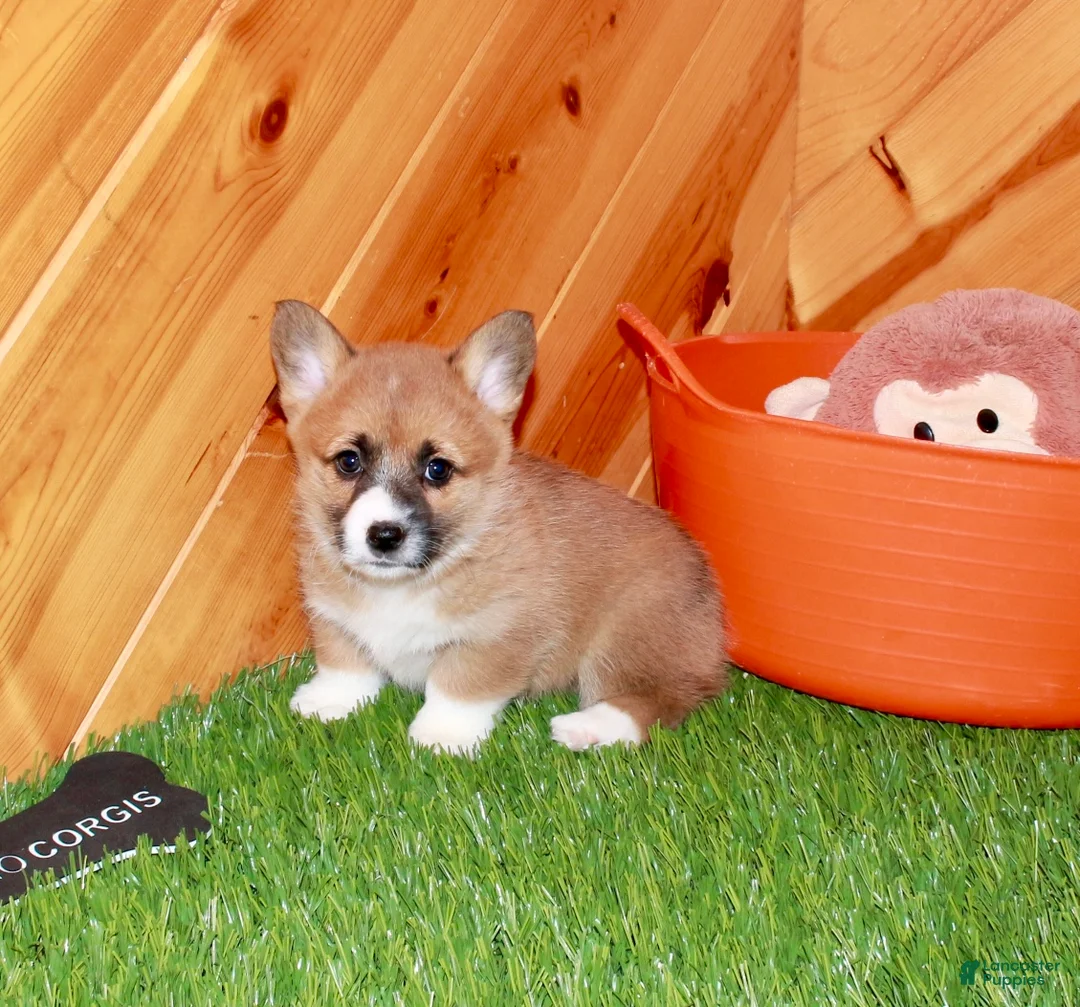 Welsh Corgi Pembroke dogs for sale: Welsh Corgi Pembroke (Chess)8375 - Ad 2