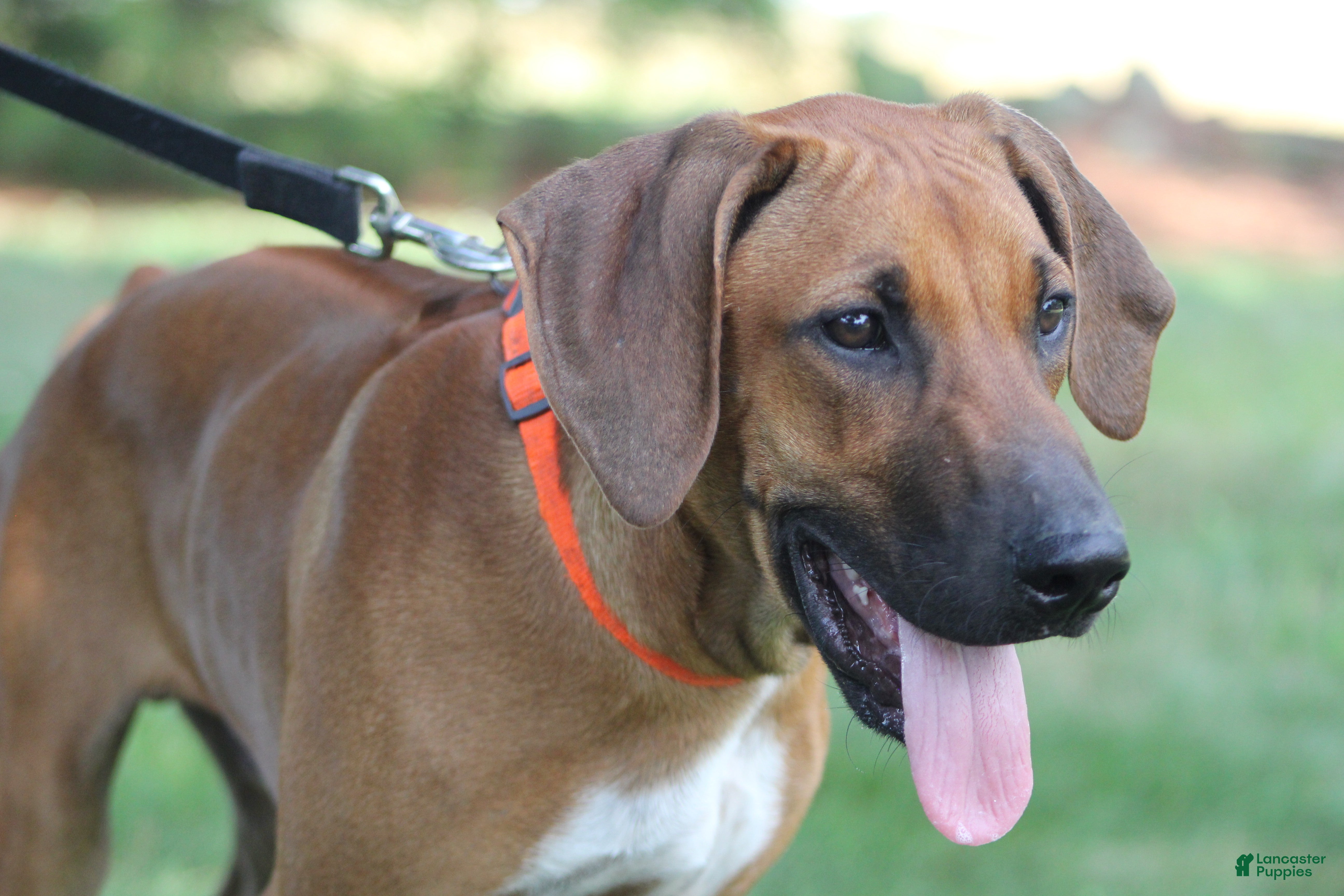 Rhodesian Ridgeback dogs Clyde - Ad 1