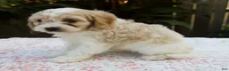 Cavapoo dogs for sale: Finn - Ad 3