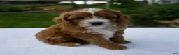 Cavapoo dogs for sale: Raven - Ad 1