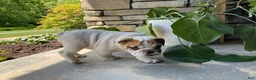 English Bulldog dogs for sale: Zane - Ad 3